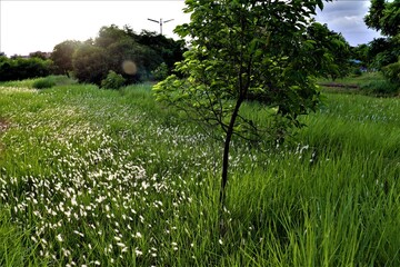 green grass and trees