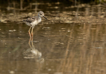 Black-winged Stilt searching food, Bahrain