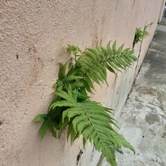 rosemary on the wall