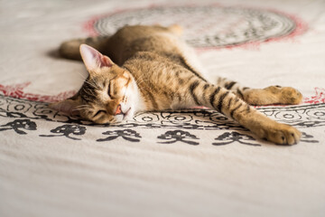 Sleeping orange Chausie tabby kitten on Indian print blanket