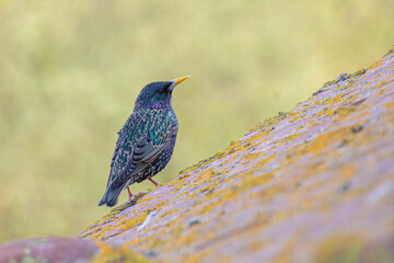 Étourneau sansonnet perché sur surface moussue – plumage irisé en gros plan