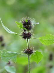 stachelige Frucht auf einer Wiese