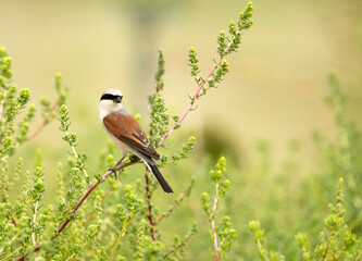 The red-backed shrike perched on green, Bahrain