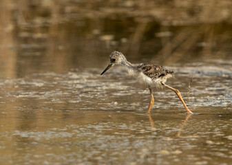 Black-winged Stilt chick feeding, Bahrain