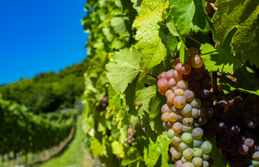 grapes in green vineyard