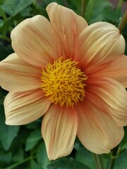 orange dahlia flower