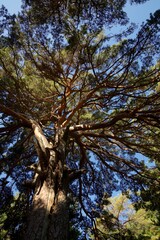 Obraz premium Close up tree