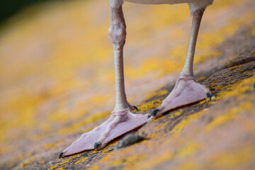 pattes d'une mouette goéland close-up 
