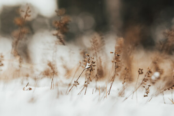 Beautiful brown and creamy color dried grass in outside. Winter macro. A fragment of a meadow covered with the first snow. Selective focus