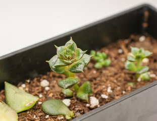 Succulents propagation station. Succulent leaf. Green Haworthia. Closeup home garden. Urban garden.