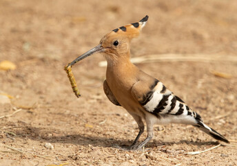 Closeup of a Hoopoe holding a worm, Bahrain