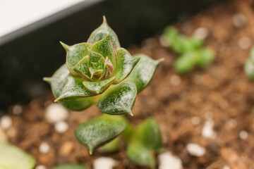 Green Succulent Haworthia . Closeup Haworthia photo.  Home garden. Urban garden 