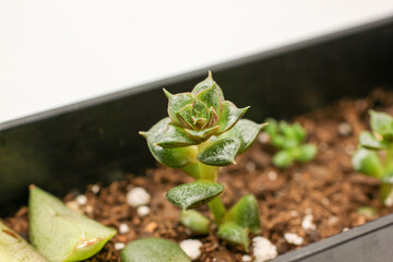 Closeup Haworthia. Succulent macro photo. Green Haworthia. Succulents urban garden