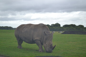 Naklejka premium rhino in the grass