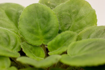 Closeup fresh green leaves. Macro african violet leaves. Saintpaulia  green leaves