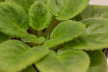 Closeup green leaves of African Violet. Macro photography Saintpaulia green leaves. Green leaves