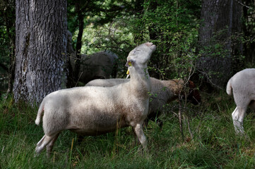 Obraz na płótnie Canvas Herd of sheep in Fontainebleau forest