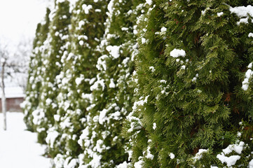 snow on thujas in winter