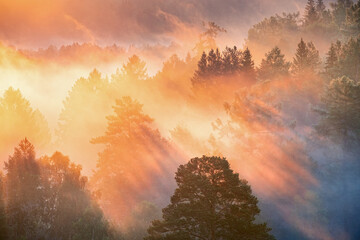 Fototapeta premium Dawn in a foggy forest, the sun's rays make their way through the fog and trees.