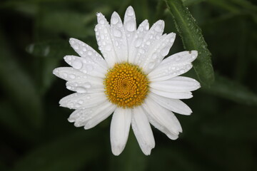 Fototapeta premium white daisy flower in the rain
