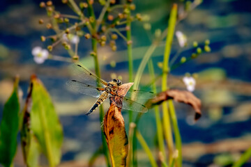 dragonfly resting on a branch