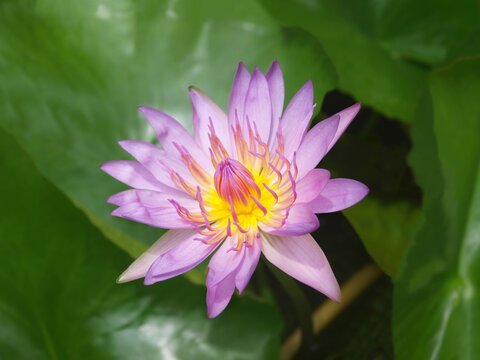 One large flower of pink water lily. Lilac lotus among green leaves. Conceptual photo, close-up, macro, isolated waterlily. Traditional flowering plant of Thailand and Asia. Flower of Buddha.