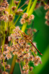 dragonfly resting on flowers