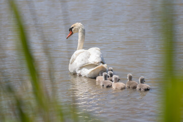 famille cygneaux et cygne blancs marais villers sur mer