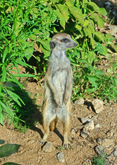 Meerkat (Suricata suricatta) stands sentry and looks out for danger