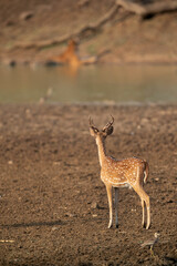 Prey and predator in one frame,  Tadoba Andhari Tiger Reserve, India