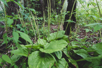 Large juicy green plantain leaves in the forest.