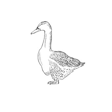Sketch of goose bird. Profile of farm geese. Hand drawing avian animal, flying rural domestic duck.  Fauna and biology, zoology and agriculture theme