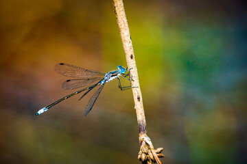 blue danselfly on a branch