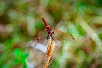 red dragonfly