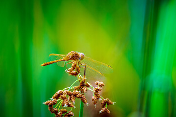 dragonfly on a leaf