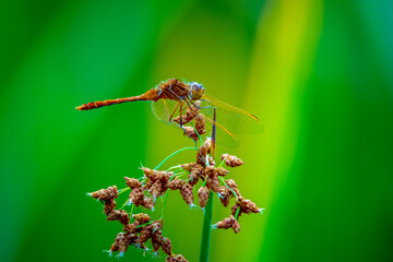dragonfly on a leaf