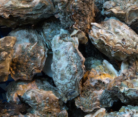 Fresh Oysters For Sale
