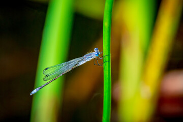 blue damselfly on green grass
