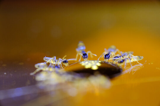 Tapinoma Melanocephalum Macro Photo (ghost Ant)