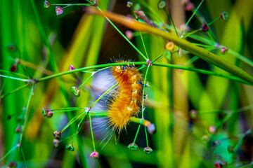 caterpillar on plant