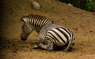 Fototapeta na wymiar zebra sitting down on soil view from side space for text wild life