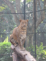 leopard in the zoo