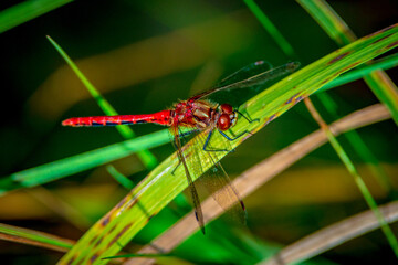 red dragon fly