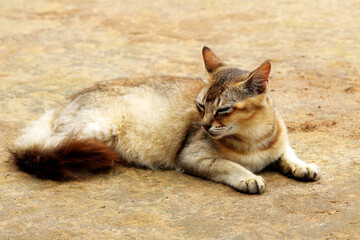 Naklejka premium Image of a Cat from my village home