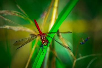 red dragon fly