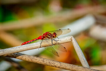 red dragon fly