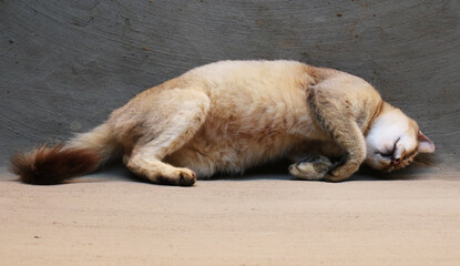 Image of a Cat from my village home