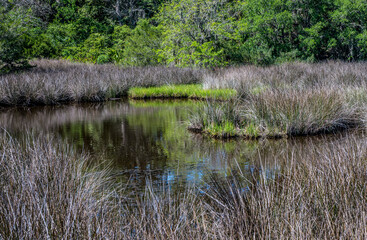 Florida Marsh
