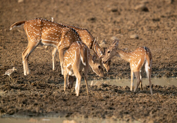 Cheetal deers drinking water in Tadoba Andhari Tiger Reserve, India
