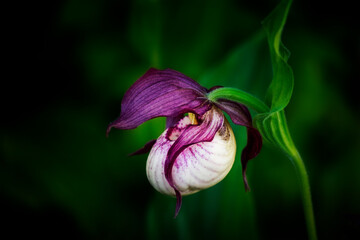 Lady slipper orchid